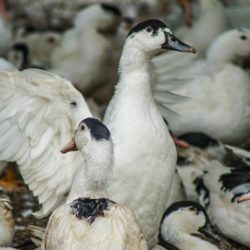 élevage foie gras canard palmagri Langon sud ouest