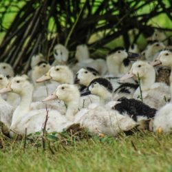 élevage foie gras canard palmagri Langon sud ouest